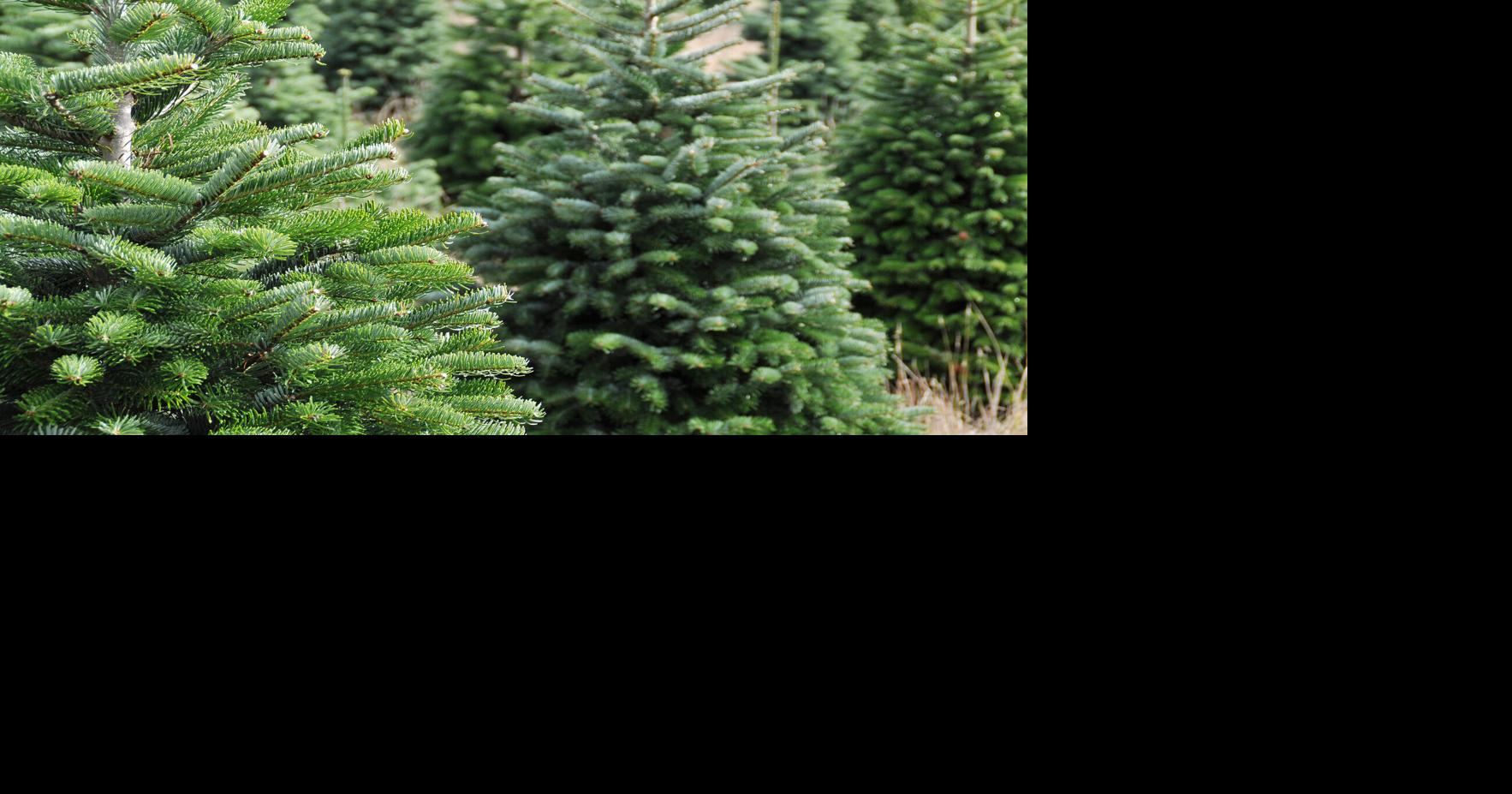 Prescott National Forest Christmas tree permits available starting Oct ...