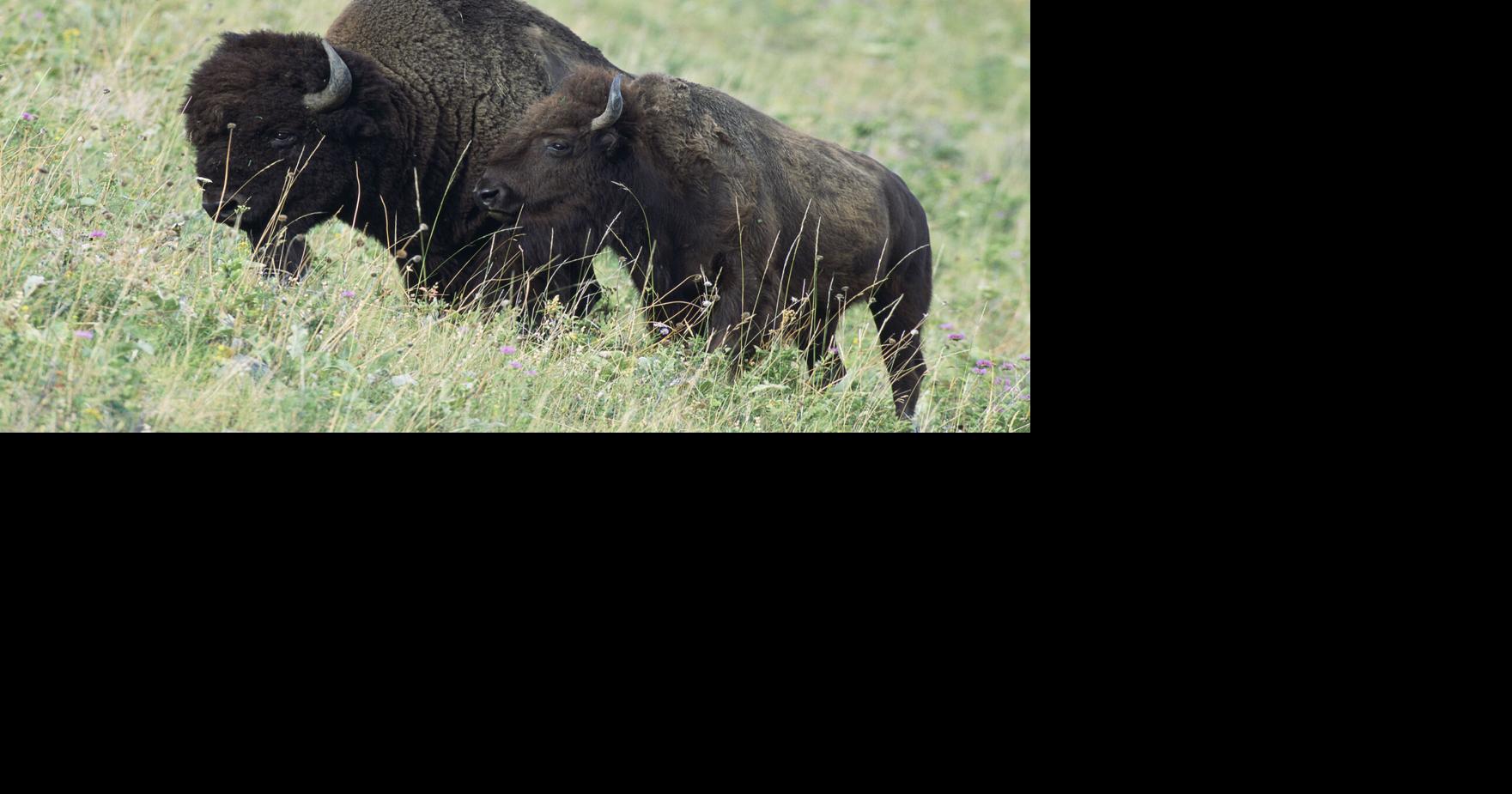 Column: Public comment sought for Bison Management in Grand Canyon ...