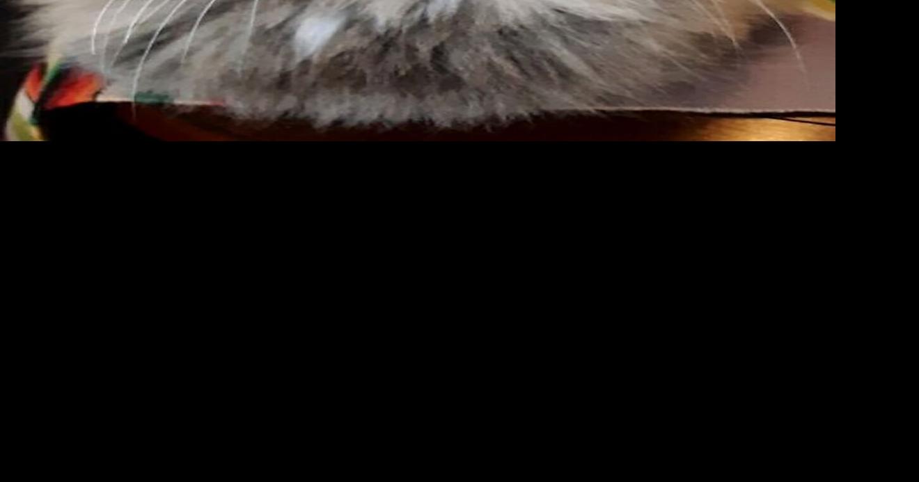 Pet of the Week: Shea-Shea (United Animal Friends) | Chino Valley ...