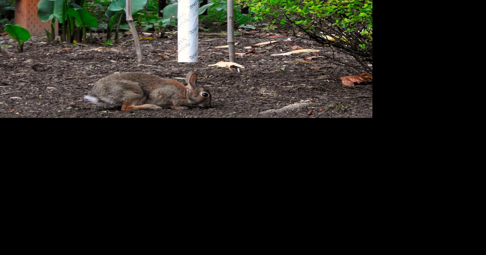 Fragile trees, shrubs need help getting through winter | Features ...