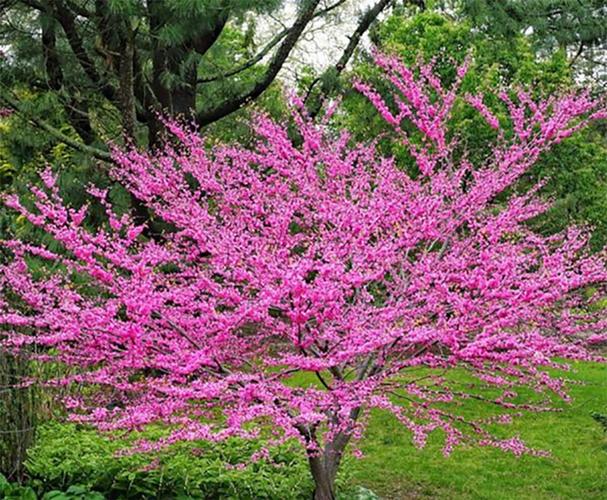 Mountain Gardener: Best landscape trees by all four seasons | Features ...