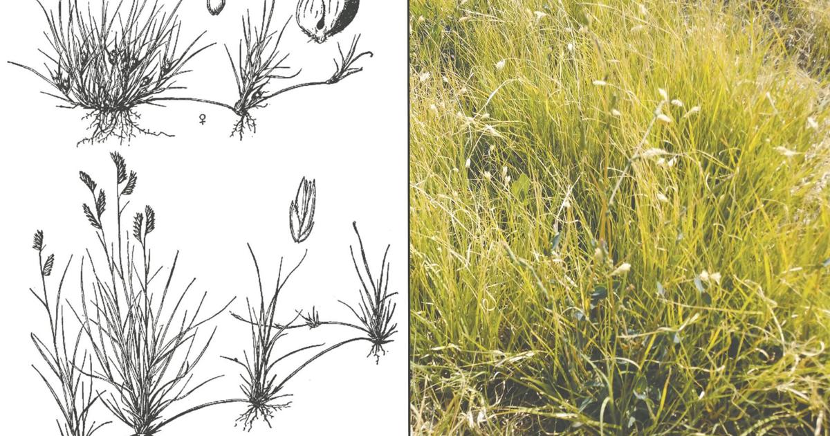 Buffalograss Roots Backyard Gardener: Drought-tolerant Buffalograss great for your lawn ...