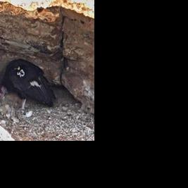 Arizona's 13th baby condor hatches with help of three 'parent' birds ...