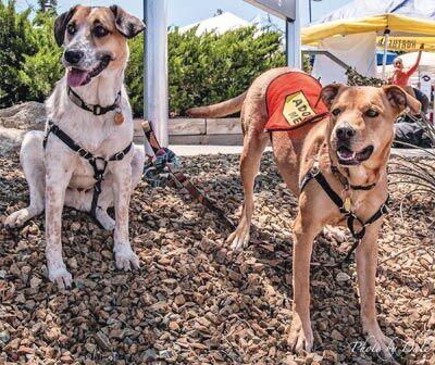 UAF summer adoption schedule | Features | dcourier.com