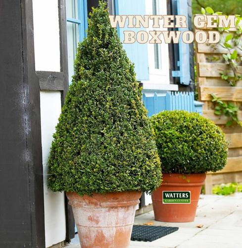 The Mountain Gardener: 8 plants that pop in winter containers ...