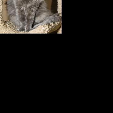 Protecting animals extends to zoo denizens Features dcourier com