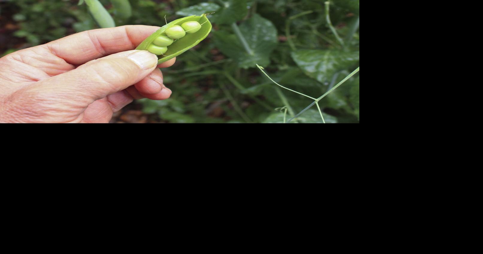 Good test for a gardener: When do you get your first peas? | Features ...