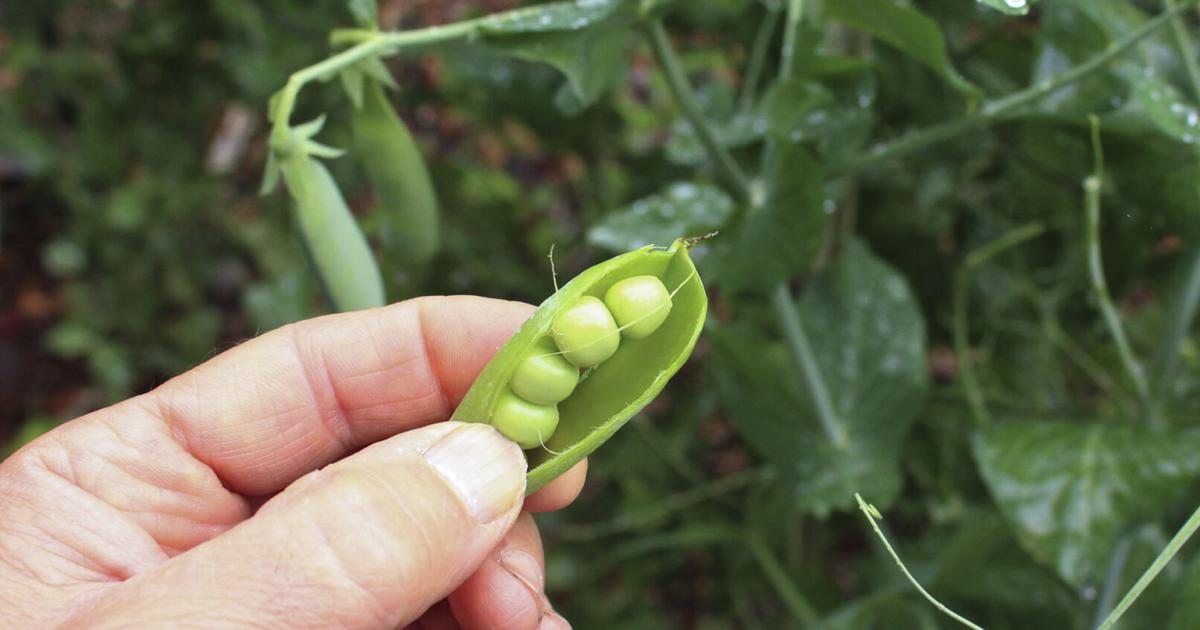 First Ever Pea Good test for a gardener: When do you get your first peas? | Features ...