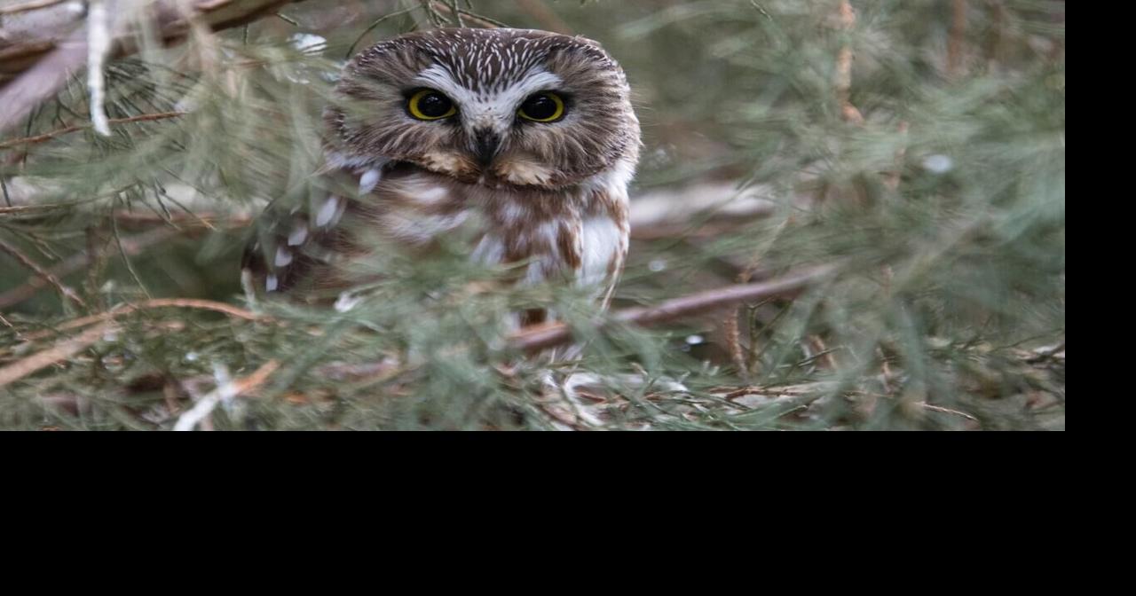 Birding: Finding one of my nemesis birds in southern Arizona