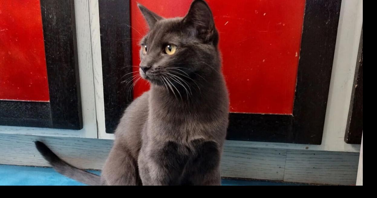 Pet of the Week: Franny and Marty (Catty Shack) | Features | dcourier.com
