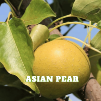 The Mountain Gardener: The heavy producers: best fruit trees for a massive harvest
