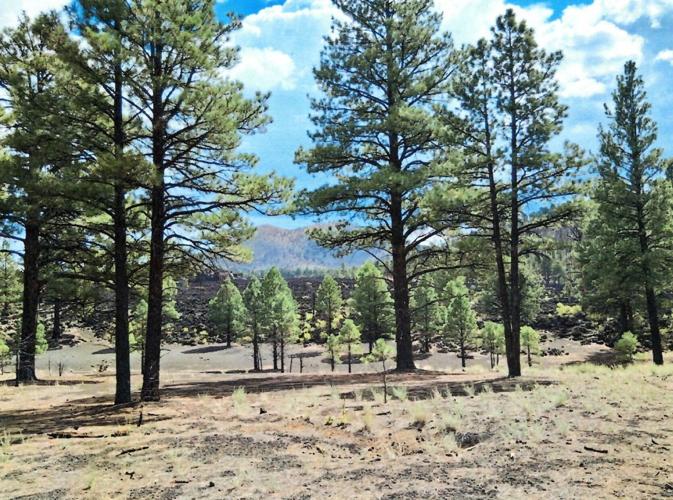 Hiking Arizona: Sunset Crater | Sports | dcourier.com