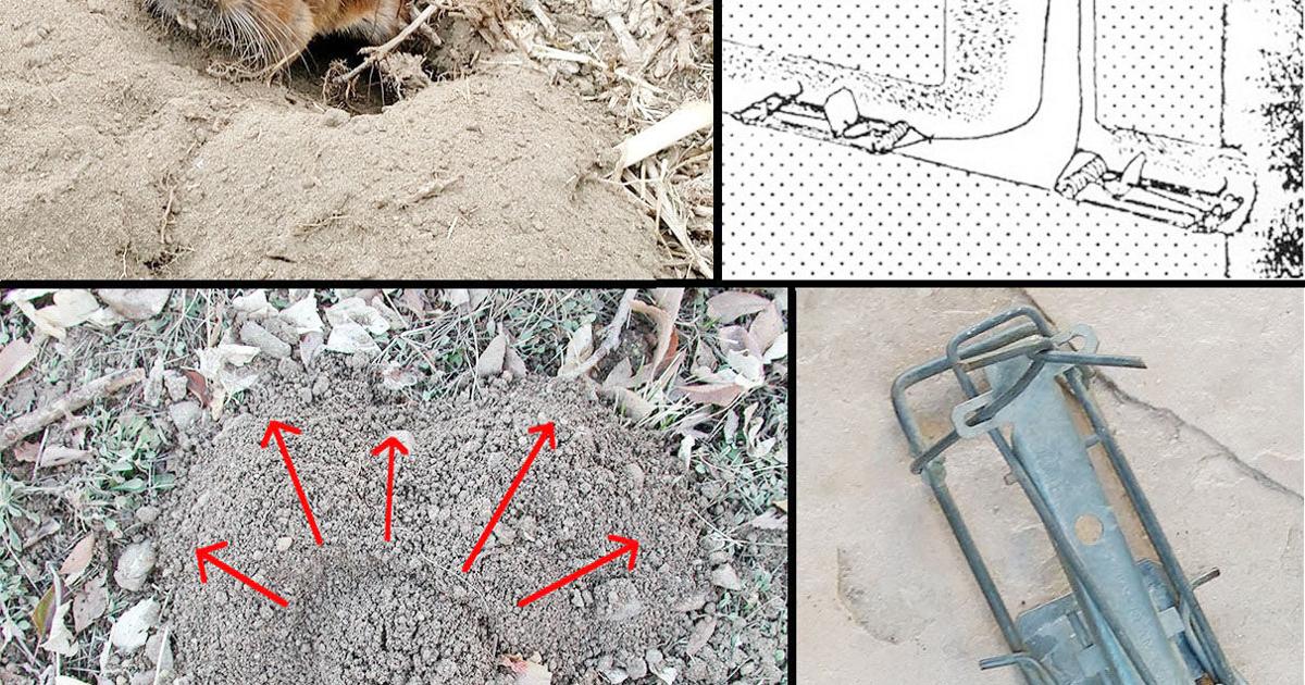 Backyard Gardener: Managing pocket gophers for your garden | Features ...
