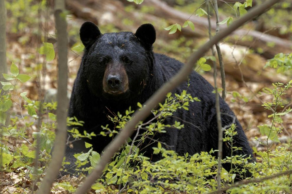 Black bear necessities: What to know as sightings rise