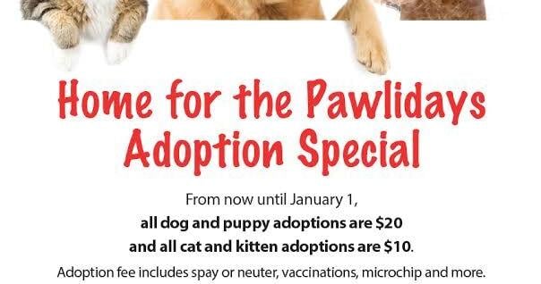 Dogs, cats on clearance this month at DeKalb Shelter | Archives ...