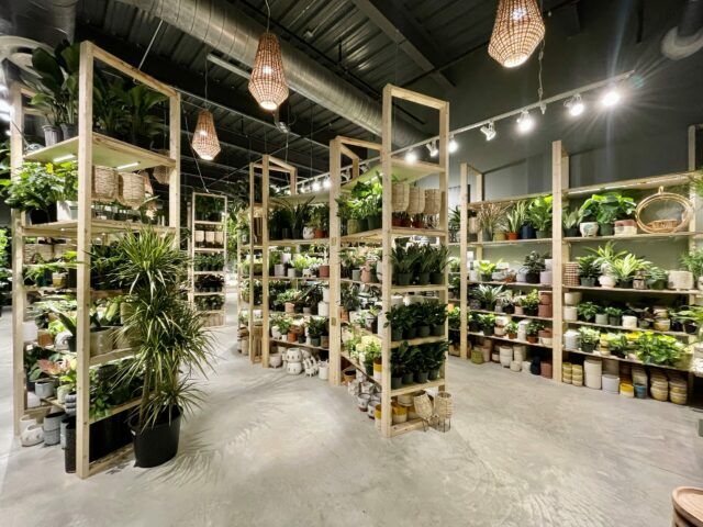 PlantHouse opens in downtown Decatur, offers plants, terrariums and  cocktails | Business | decaturish.com