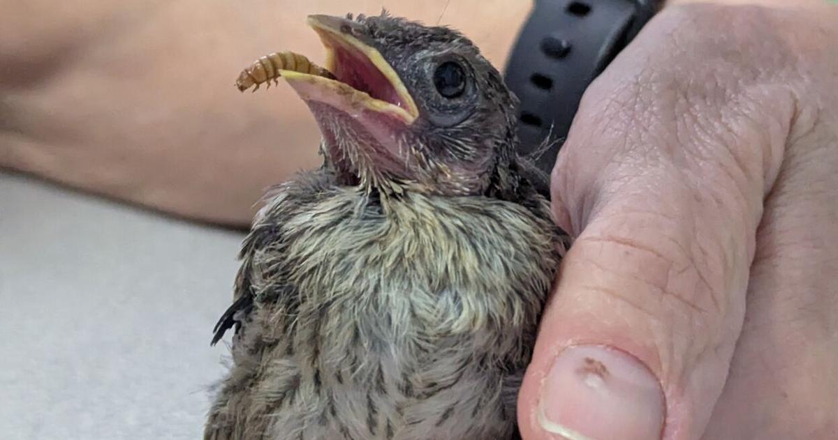 Wild Nest Bird Rehab finds roost at Decatur’s Legacy Park