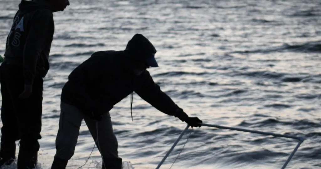 Delaware Bay horseshoe crab population nears recovery