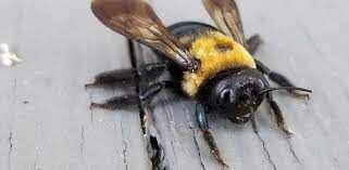 Meet a Pollinator: Carpenter Bee  University of Maryland Extension