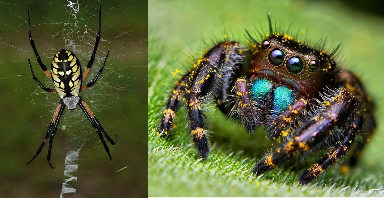 Spiders: Brown Recluse and Black Widow  Mississippi State University  Extension Service