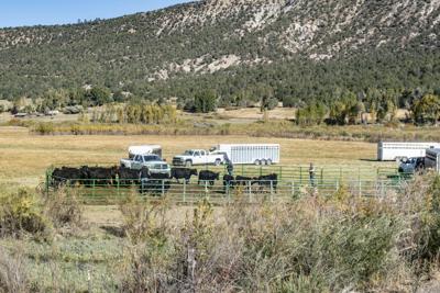 Telluride group studying meat-processing project | News ...