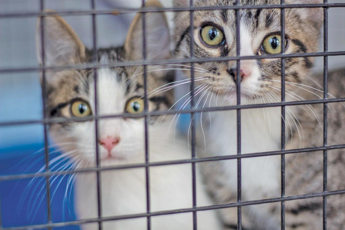 Mobile Spay Neuter Clinic To Perform Surgeries August 19 23 News Deltacountyindependent Com