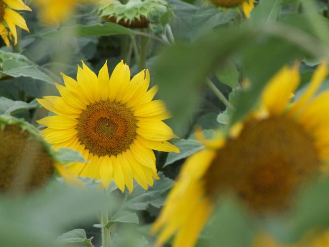 Sunflowers offer photo ops and driveby beauty near Olathe News