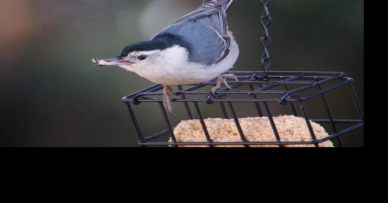 WHAT'S BUGGING YOU?: White-Breasted Nuthatch, The Upside-Down Bird ...