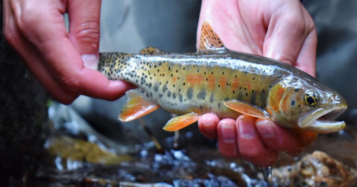CPW study shows decline in greenback cutthroat, Colorado state fish ...