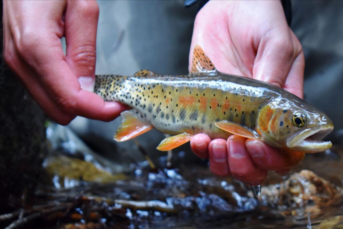 Cpw Study Shows Decline In Greenback Cutthroat Colorado State Fish News Deltacountyindependent Com