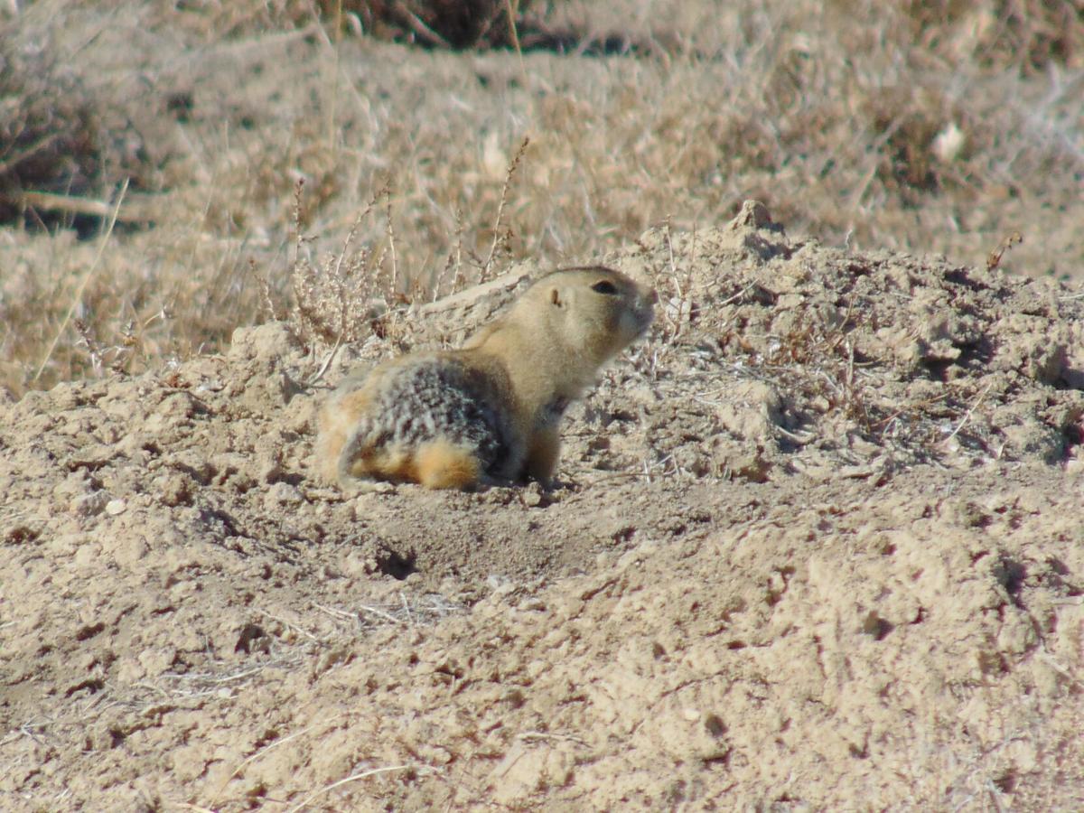 The Details On Colorado Prairie Dogs News Deltacountyindependent Com