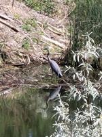 TIPS FROM THE POSSE: Getting to know the great blue heron