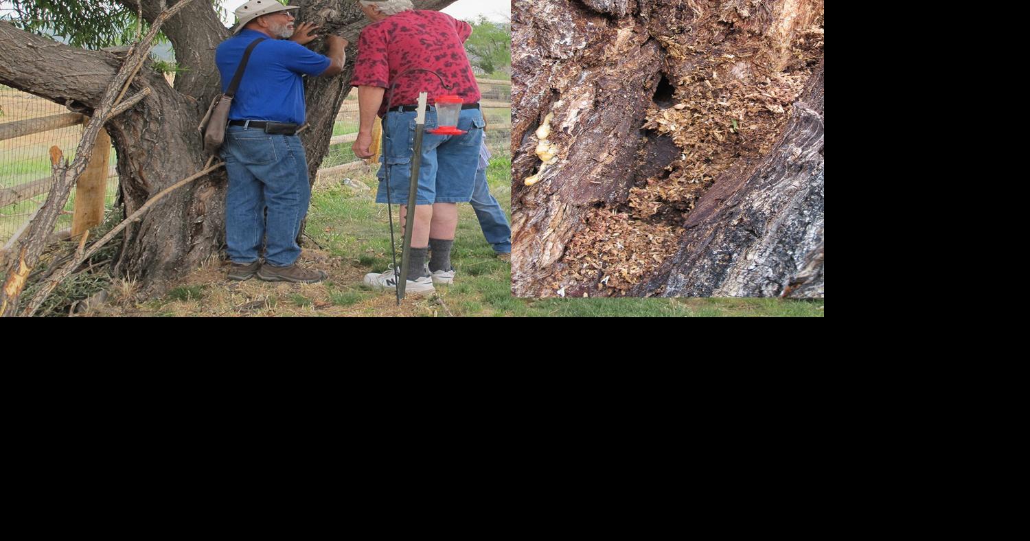 Why is my tree dying? News