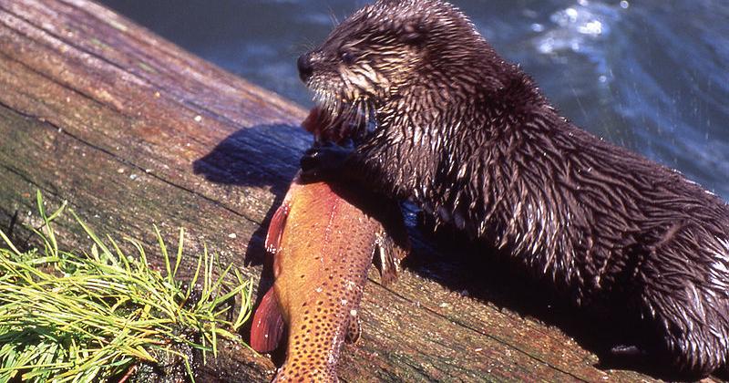 Is there a population of otters in Arkansas?
