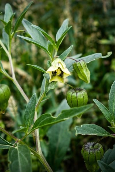 What S This Plant Is It Harmful News Deltacountyindependent Com