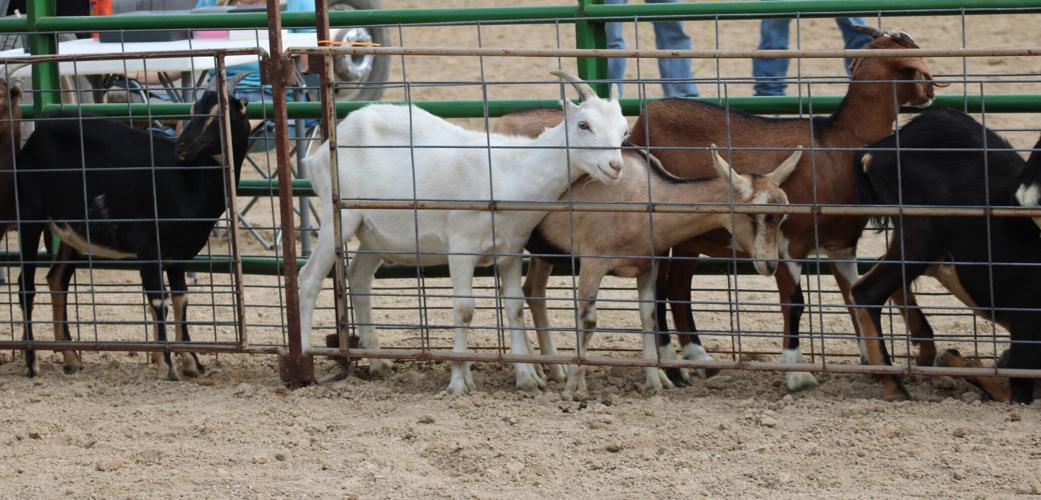 Goat roping at the fair provides fun for all ages ...