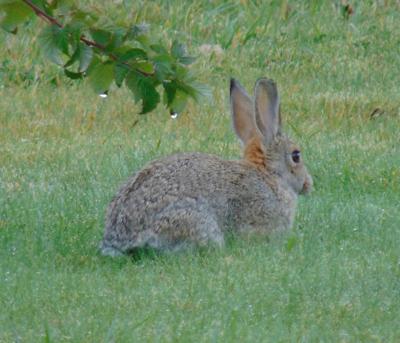 Rabbit