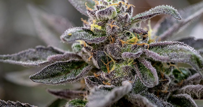 OPINION: Should medical marijuana be less stringently regulated? A drug policy expert explains what’s at stake