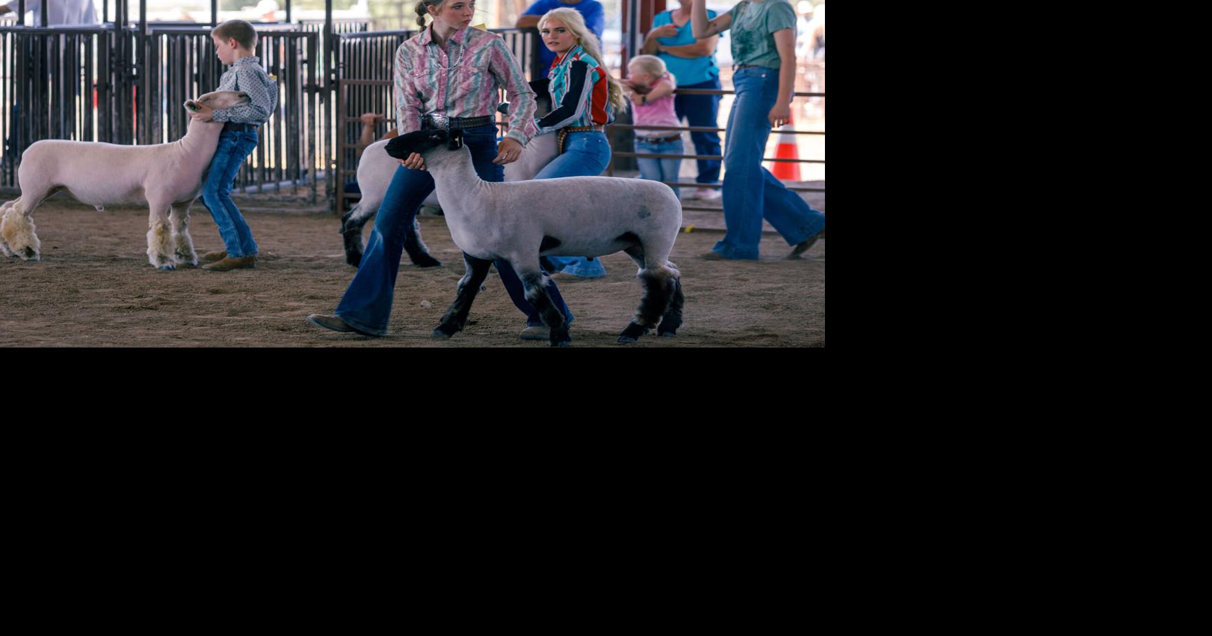 FAIR: Sheep take the stage Wednesday afternoon