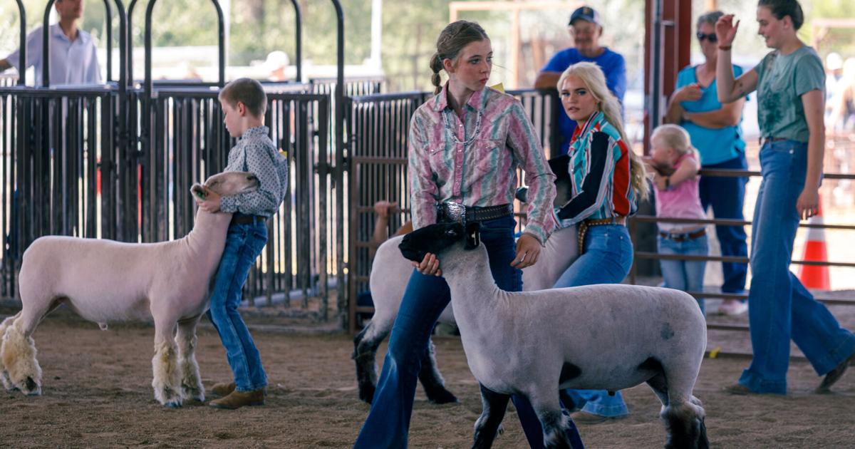 FAIR: Sheep take the stage Wednesday afternoon