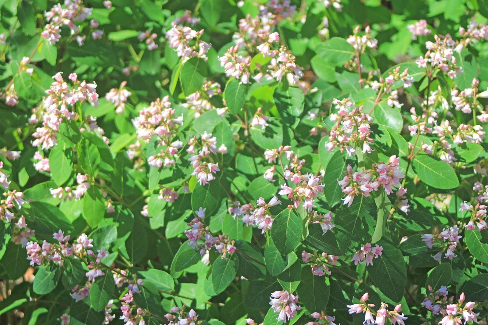 Is dogbane poisonous to hot sale dogs