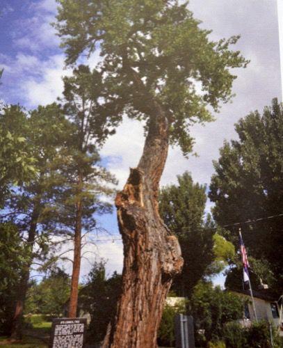 Ute Council Tree