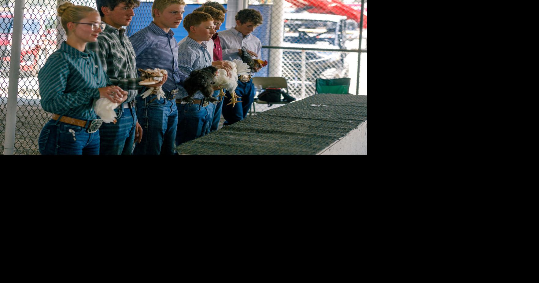 FAIR: Birds are back in town: Poultry on the table