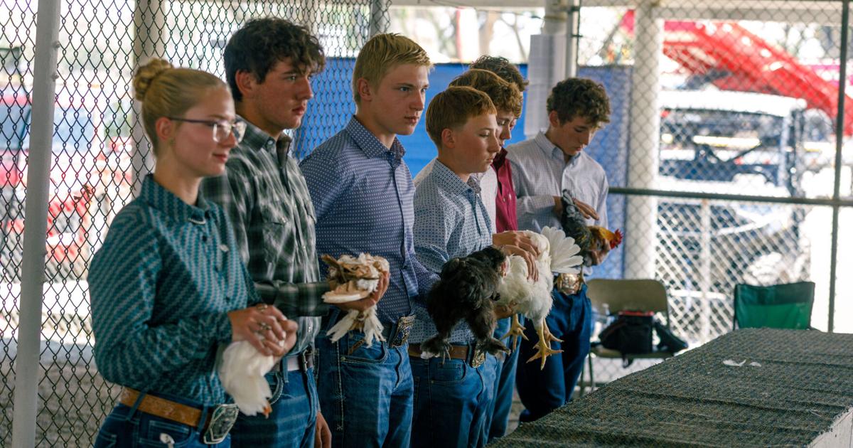 FAIR: Birds are back in town: Poultry on the table