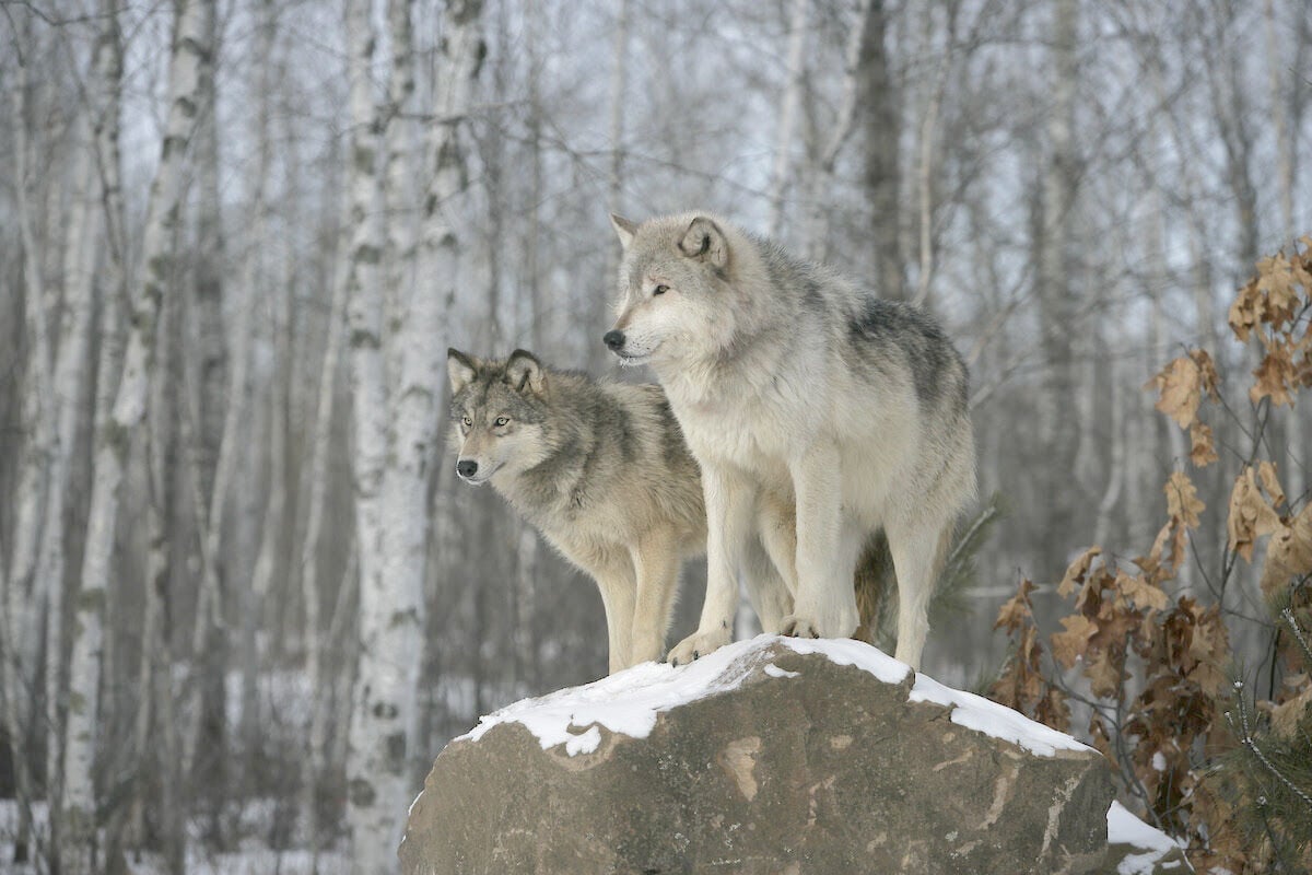 Colorado Parks And Wildlife, Colorado State University Partner To Study ...