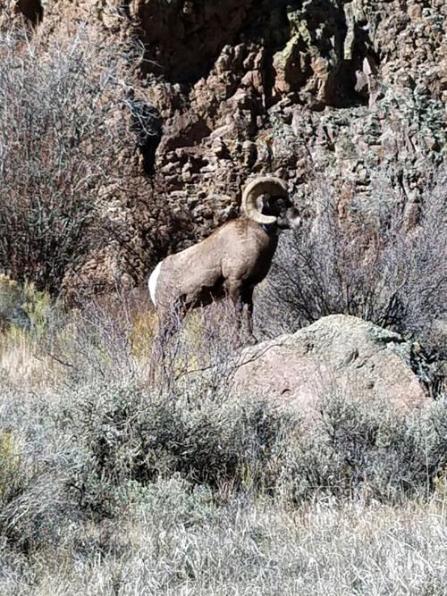 Colorado Bighorn Sheep News Deltacountyindependent Com
