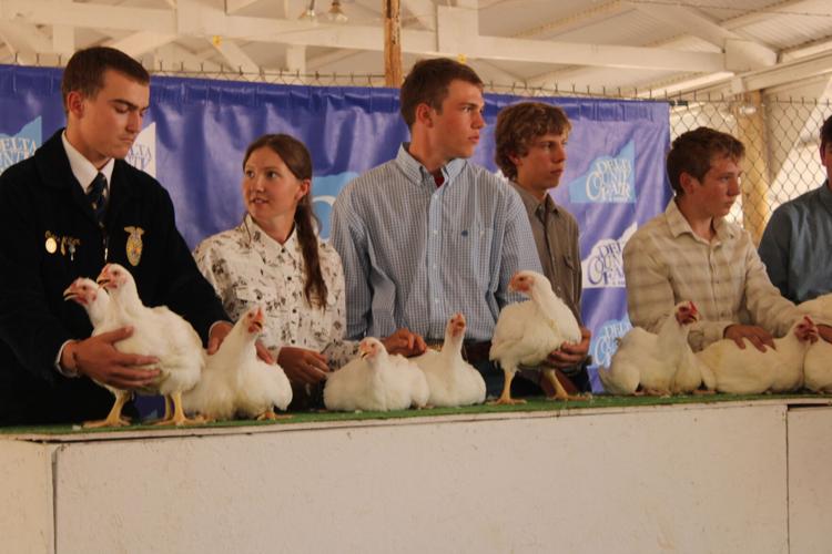 Poultry flies high in showmanship this year with 60 official entries ...
