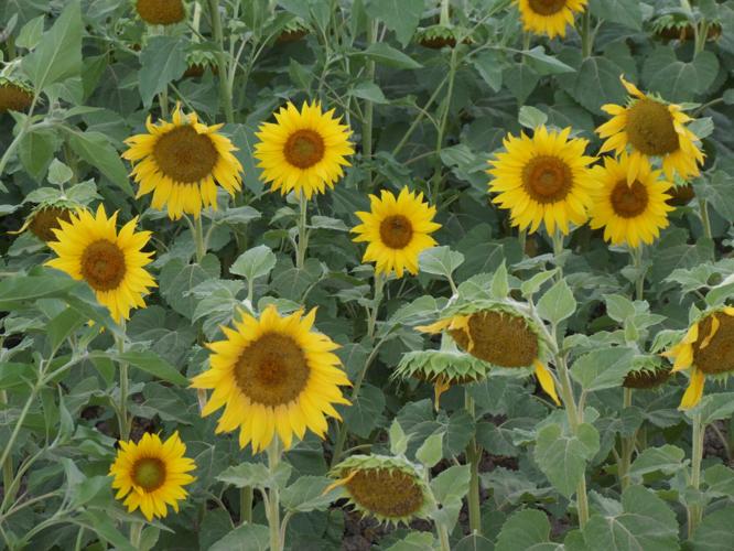 Sunflowers offer photo ops and driveby beauty near Olathe News