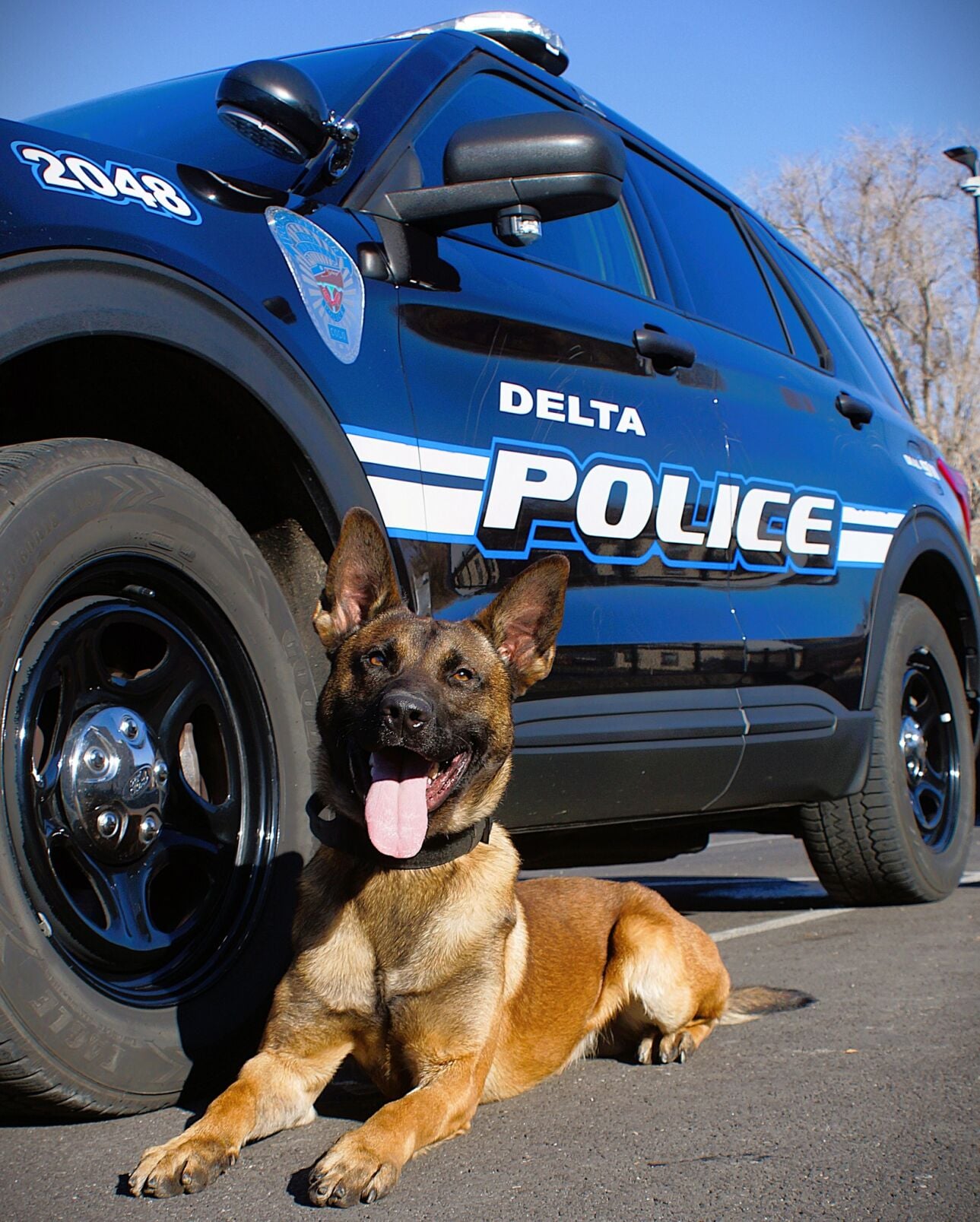 Pd Hunters Delta Police Department welcomes K-9 Hunter; New police dog will make ...