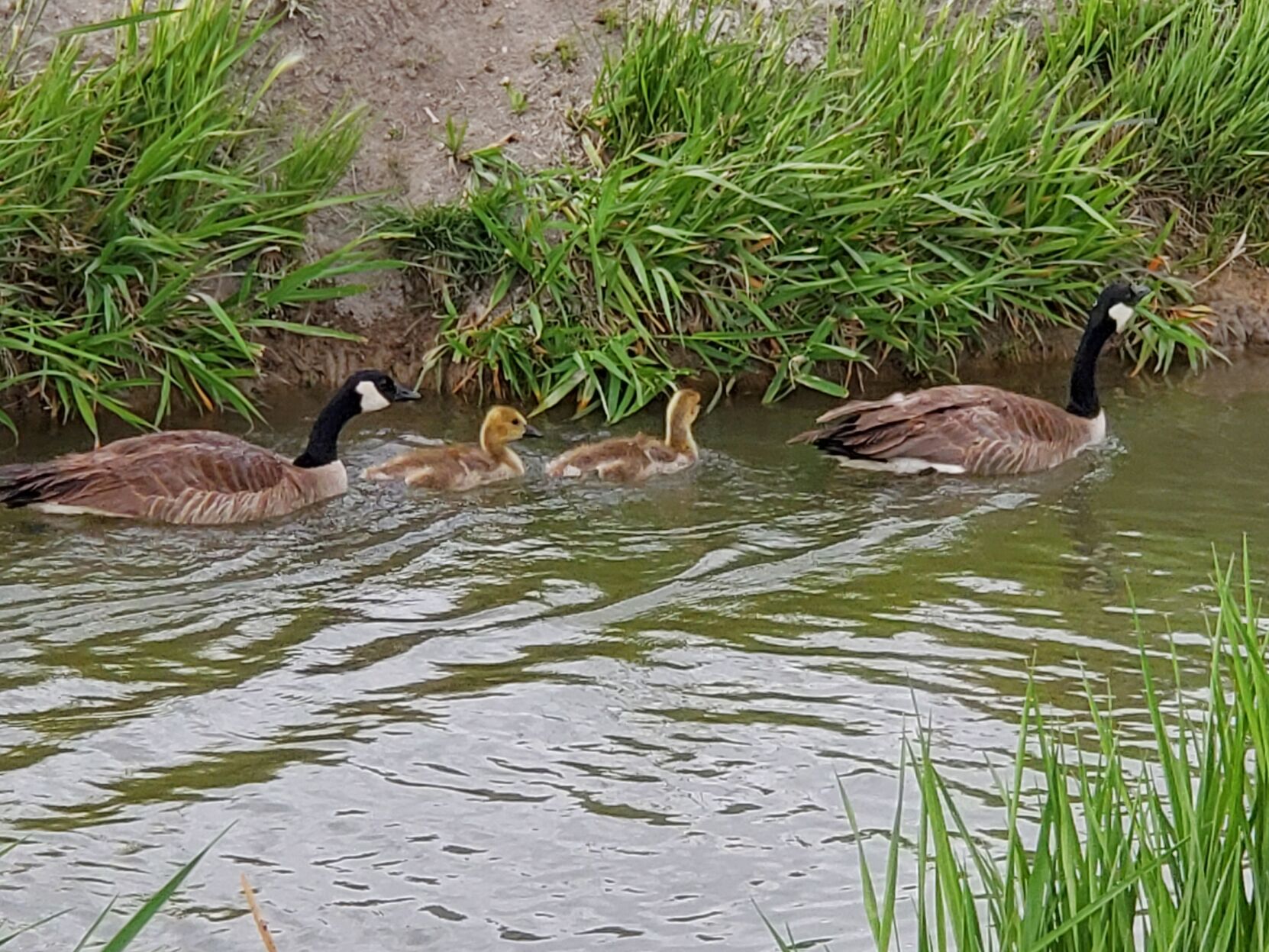 Canada goose clearance quebec city ks